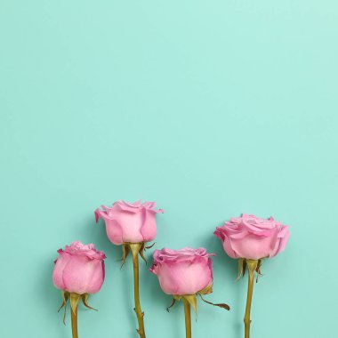 Nane yeşili arka planda pembe gül çiçekleri. Çiçek kompozisyonu, düz konum, üst görünüm, kopyalama alanı