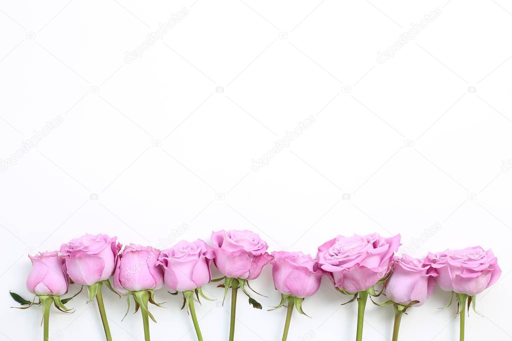 Pink purple rose flowers on white background. Floral composition, flat lay, top view, copy space