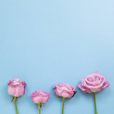 Gökyüzünde pembe mor gül çiçekleri mavi arka planda. Çiçek kompozisyonu, düz konum, üst görünüm, kopyalama alanı