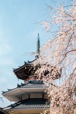 Yoshino dağı Kinpusen-ji tapınağı Nara, Japonya 'da bahar kiraz çiçekleri açan