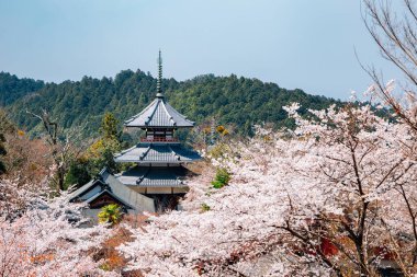 Yoshino dağı Kinpusen-ji tapınağı Nara, Japonya 'da bahar kiraz çiçekleri açan