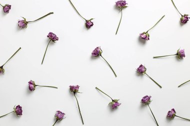 Beyaz arka planda mor, kuru gül desenli. Çiçek kompozisyonu, düz yatış, üst manzara