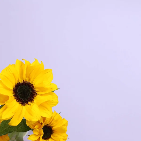 Girasoles Amarillos Sobre Fondo Púrpura Composición Floral Vista Superior Espacio — Foto de Stock