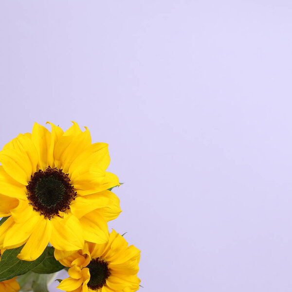 Yellow sunflowers on purple background. Floral composition, top view, copy space