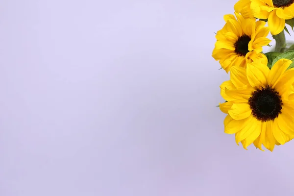 Girasoles Amarillos Sobre Fondo Púrpura Composición Floral Vista Superior Espacio — Foto de Stock