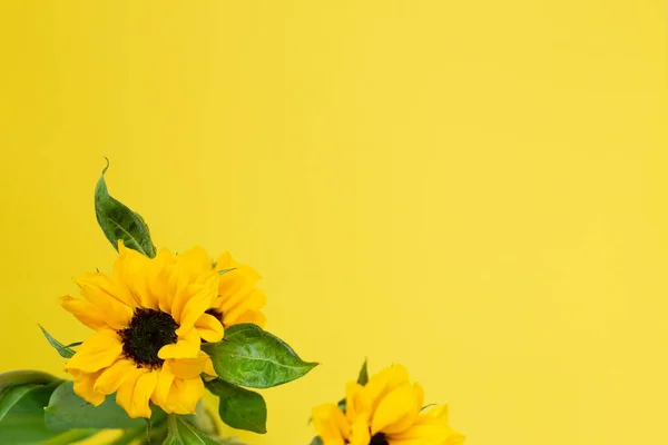 Girasoles Amarillos Sobre Fondo Amarillo Composición Floral Vista Superior Espacio — Foto de Stock