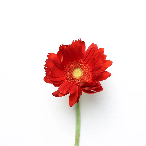 Red Gerbera Flower White Background Floral Composition Flat Lay Top Royalty Free Stock Photos