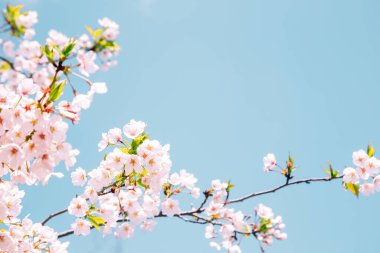 Pastel mavi gökyüzü ile pembe kiraz çiçekleri