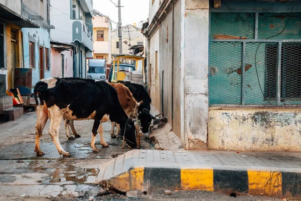 Vacas Animais Sagrados Mysore Rua Cidade Velha Índia — Fotografia de Stock