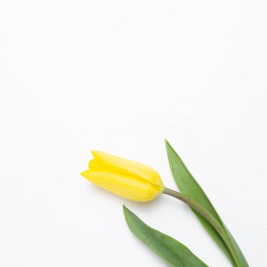 Beyaz arka planda sarı lale çiçeği. Çiçek kompozisyonu, düz konum, üst görünüm, kopyalama alanı