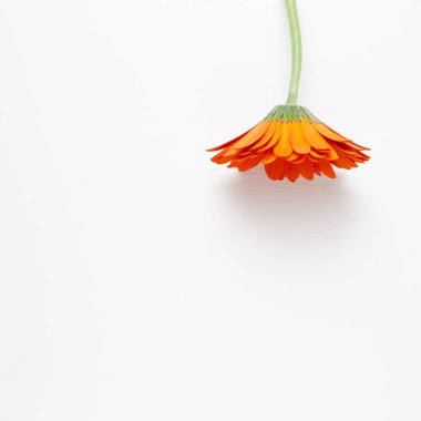 Beyaz arka planda turuncu gerbera çiçeği. Çiçek kompozisyonu, düz konum, üst görünüm, kopyalama alanı