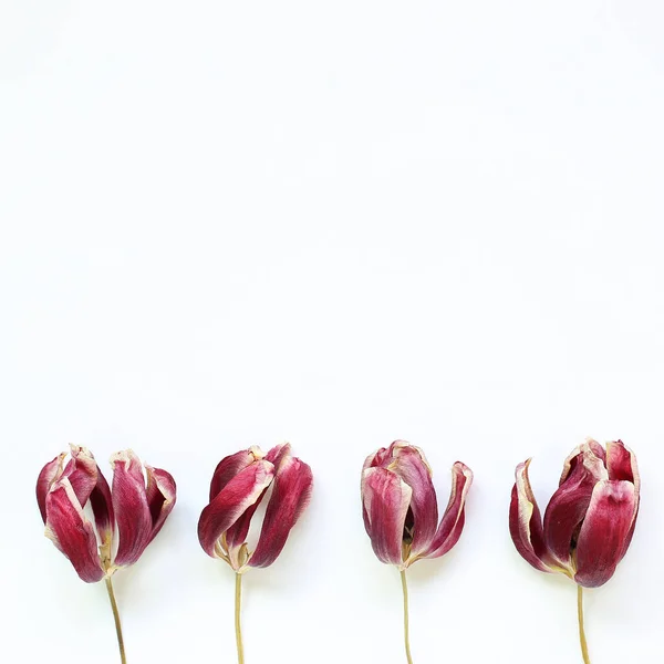 Red Purple Dry Tulip Flowers White Background Floral Composition Flat — Stock Photo, Image