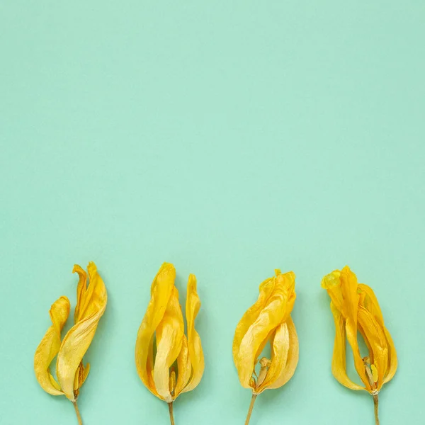 ミントグリーンの背景に黄色いドライチューリップの花 花の構成 フラットレイアウト トップビュー コピースペース — ストック写真