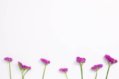 Beyaz arka planda pembe renkli çiçek. Çiçek kompozisyonu, düz konum, üst görünüm, kopyalama alanı