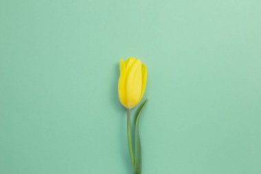 Yeşil arka planda sarı lale çiçeği. Çiçek kompozisyonu, düz konum, üst görünüm, kopyalama alanı