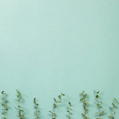 Okaliptüs yaprakları yeşil arka planda. Çiçek kompozisyonu, düz konum, üst görünüm, kopyalama alanı