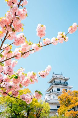Ehime, Shikoku, Japonya 'da ilkbaharda Imabari Kalesi