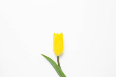 Beyaz arka planda sarı lale çiçeği. Çiçek kompozisyonu, düz konum, üst görünüm, kopyalama alanı