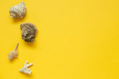 Sarı arka planda yalıtılmış deniz kabukları. Yaz deniz dekorasyonu. düz alan, üst görünüm, kopyala boşluk