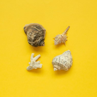 Sarı arka planda yalıtılmış deniz kabukları. Yaz deniz dekorasyonu. düz alan, üst görünüm, kopyala boşluk