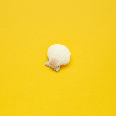 Sarı arka planda deniz kabuğu izole edilmiş. Yaz deniz dekorasyonu. düz alan, üst görünüm, kopyala boşluk