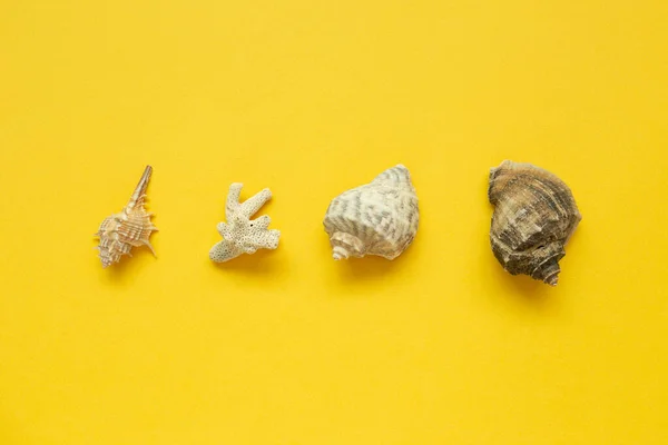 Seashells Isolated Yellow Background Summer Marine Decoration Flat Lay Top — Stock Photo, Image
