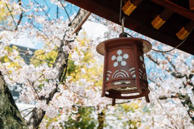 Osaka, Japonya 'daki Osaka Tenmangu Tapınağı' nda kiraz çiçekleri olan eski bir fener.