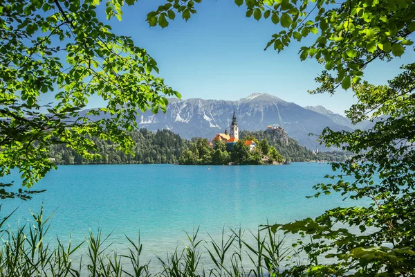 Lago Bled Iglesia Peregrinación Asunción María Con Bosque Verde Eslovenia — Foto de Stock