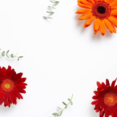 Beyaz arka planda okaliptüs yapraklı kırmızı turuncu papatya çiçekleri. Çiçek kompozisyonu, düz konum, üst görünüm, kopyalama alanı