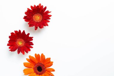 Kırmızı turuncu gerbera papatya çiçekleri beyaz arkaplanda. Çiçek kompozisyonu, düz konum, üst görünüm, kopyalama alanı