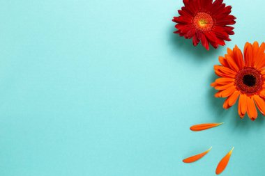 Kırmızı turuncu gerbera papatya çiçekleri mavi arkaplanda. Çiçek kompozisyonu, düz konum, üst görünüm, kopyalama alanı
