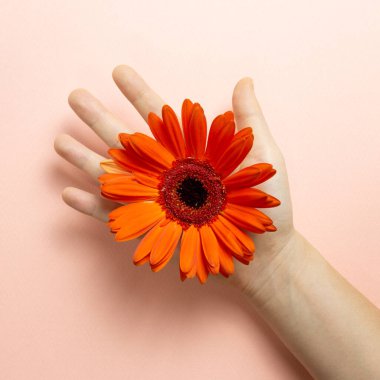 Pembe arka planda turuncu papatya çiçekli bir kadın eli. Çiçek kompozisyonu, düz yatış, üst manzara