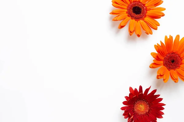 Gerberas Rojas Color Naranja Sobre Fondo Blanco Composición Floral Plano — Foto de Stock