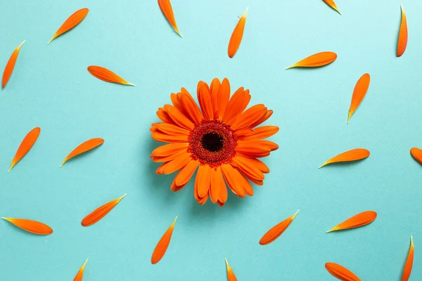Gerbera Orange Fleurs Marguerites Avec Des Pétales Sur Fond Bleu — Photo