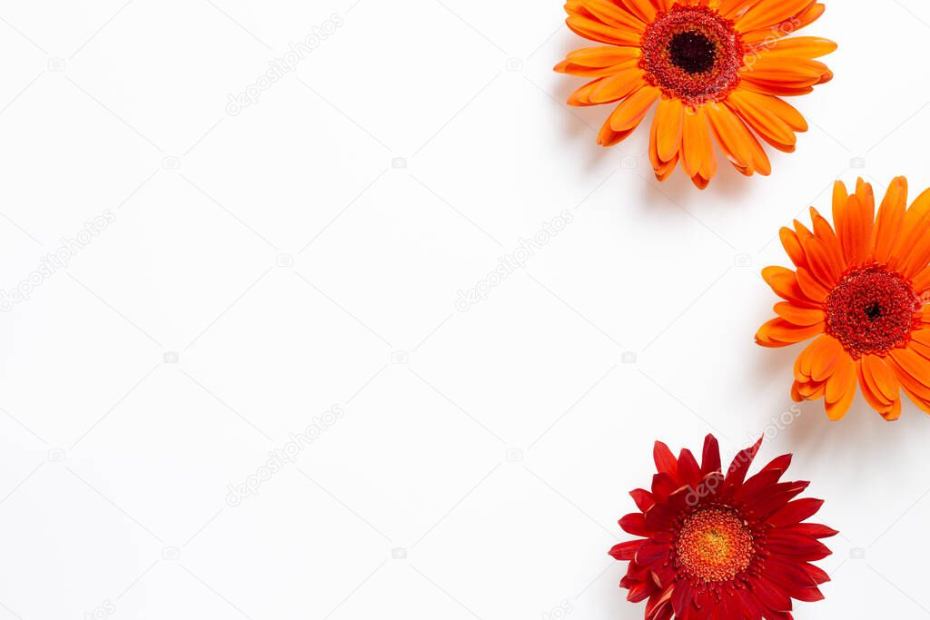 Red orange gerbera daisy flowers on white background. Floral composition, flat lay, top view, copy space