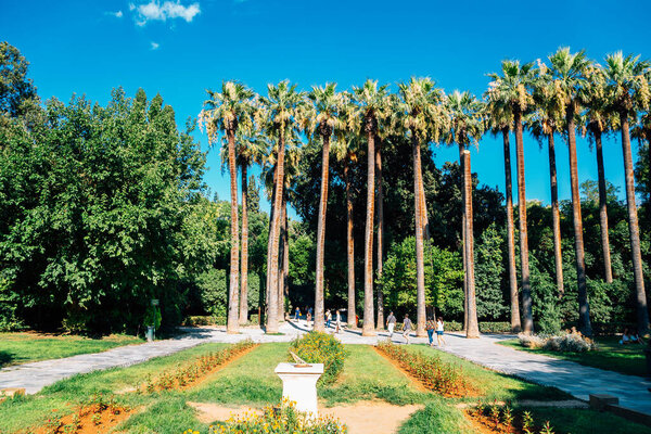 National Garden palm trees in Athens, Greece