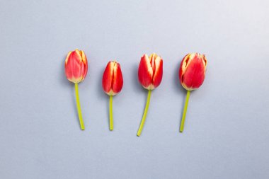 Gri mavi arka planda kırmızı lale çiçekleri. Çiçek kompozisyonu, düz konum, üst görünüm, kopyalama alanı