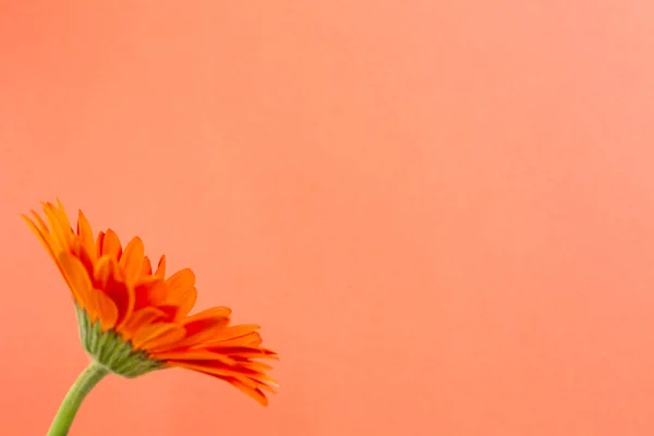 Fleur Gerbera Orange Avec Fond Orange Composition Florale Espace Copie — Photo