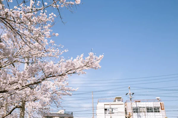 Miasto Ise Wiosenne Kwiaty Wiśni Mie Japonia — Zdjęcie stockowe