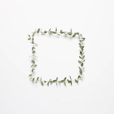 Beyaz arka planda okaliptüs yaprakları. Çiçek kompozisyonu, düz konum, üst görünüm, kopyalama alanı