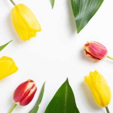 Beyaz arka planda bahar sarısı ve kırmızı lale çiçekleri. Çiçek kompozisyonu, düz konum, üst görünüm, kopyalama alanı