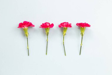 Mavi arka planda pembe sprey karanfil çiçekleri. Çiçek kompozisyonu, düz konum, üst görünüm, kopyalama alanı