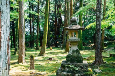 Kochi, Shikoku, Japonya 'daki Godaisan dağı Chikurin-ji tapınağında ormanlı geleneksel taş fener.