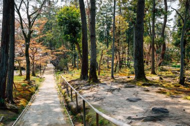 Japonya, Nara 'daki Toshodaiji Tapınağı' nda yeşil orman.