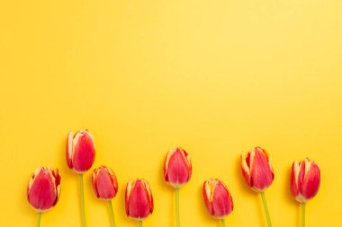 Sarı arka planda kırmızı lale çiçekleri. Çiçek kompozisyonu, düz konum, üst görünüm, kopyalama alanı