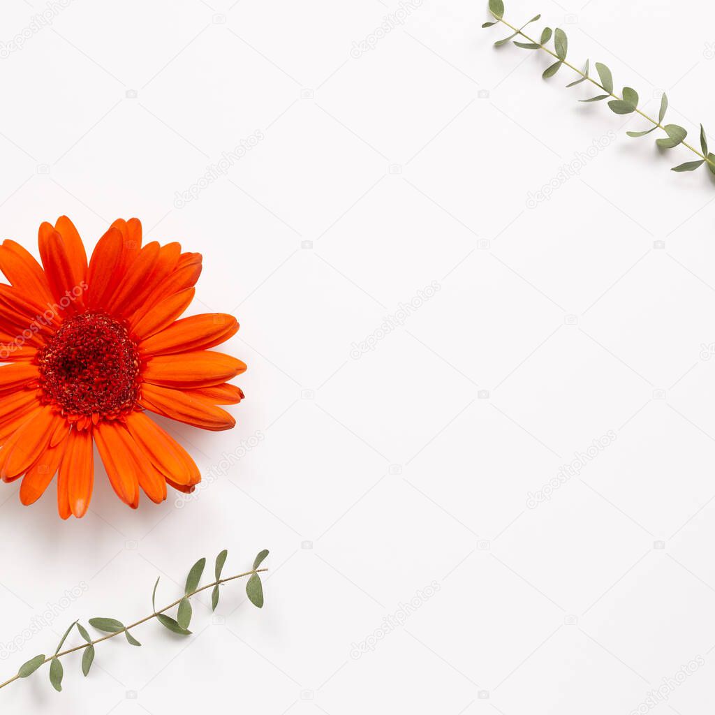 Orange gerbera daisy flower with eucalyptus leaves on white background. Floral composition, flat lay, top view, copy space