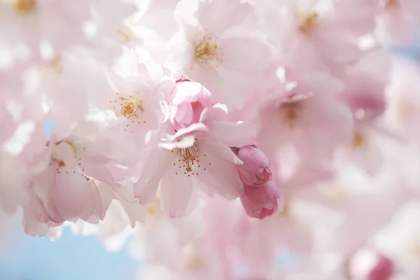 stock image cherry blossoms in spring