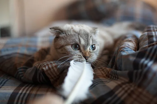 Komik kedi tüy ile