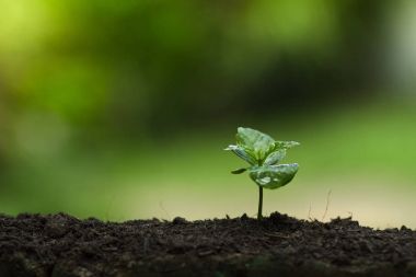 bir ağaç, Grow kahve ağaçları, tazelik, ağaçlar, sulama, büyüyen, yeşil korumak eller bitki,