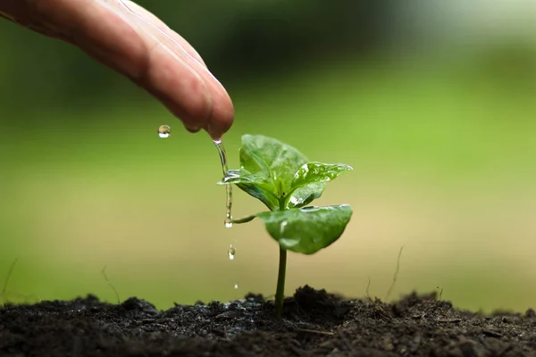 Plantera ett träd, odla kaffe träd, friskhet, händer skydda träd, vattning, växande, grön, — Stockfoto